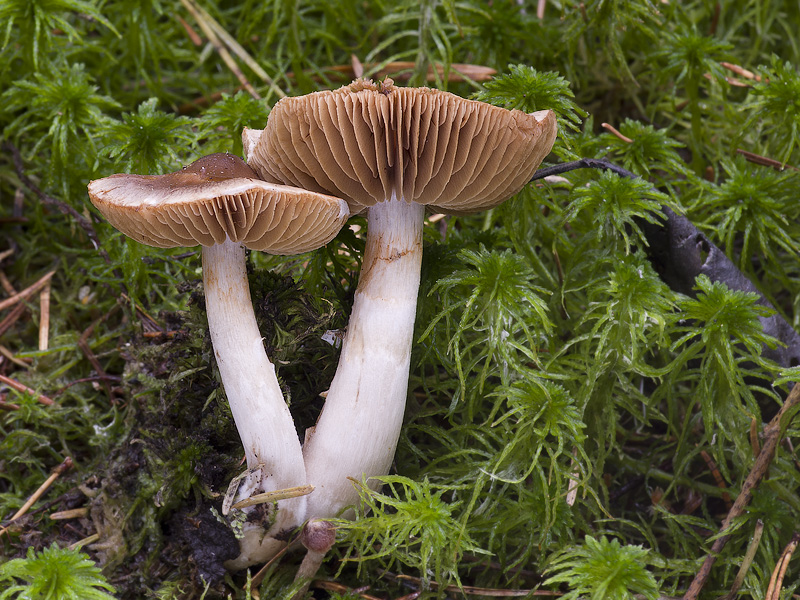 Cortinarius dolabratus